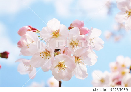 青空に桜 青空に桜 99235639