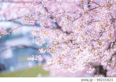 桜イメージ 桜イメージ 99235823