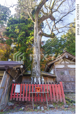 日吉大社　桂の神木（滋賀県大津市坂本） 99236404