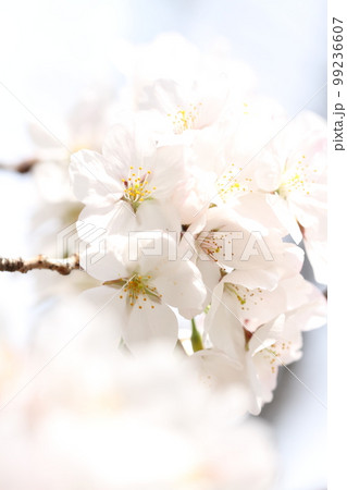 春の桜 春の桜 99236607
