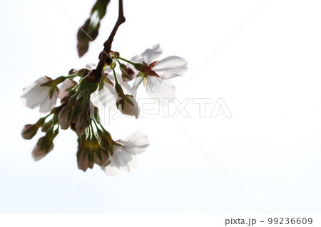 春の桜 99236609