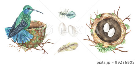 Watercolor illustration. A set of hummingbirds sits in a nest side view, feathers and eggs. Round bird house. Isolated on a white background. For rustic print design, Easter cards, stickers 99236905