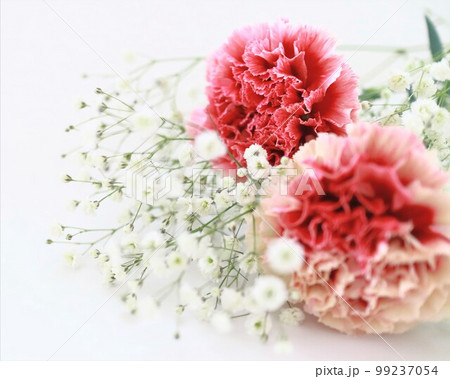 母の日・carnatio【カーネーションとカスミ草】 母の日・carnatio【カーネーションとカスミ草】 99237054