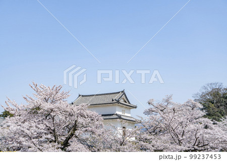 彦根城の桜 99237453