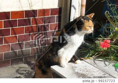 覗き込む猫 覗き込む猫 99237723