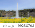 早春のシャワーを浴びてすくすくと　菜の花輝く水しぶき 99238708