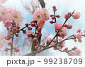 早春の空に映して晴れ晴れと　ピンクと輝く梅の花 99238709