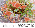 淡色の赤に染まりしベゴニアの花 99238710