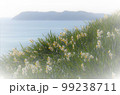 早春の黒潮香る水仙花　淡路島黒岩水仙郷　 99238711