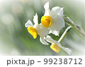 早春の黒潮香る水仙花　淡路島黒岩水仙郷　 99238712