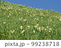 早春の黒潮香る水仙花　淡路島黒岩水仙郷　 99238718