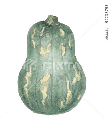 島かぼちゃ　チンクワー 99238793