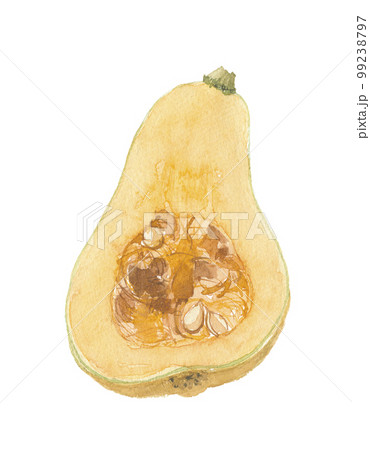 島かぼちゃ　チンクワー　断面 99238797