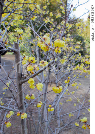 神戸・須磨離宮公園の梅林の蝋梅 99238937
