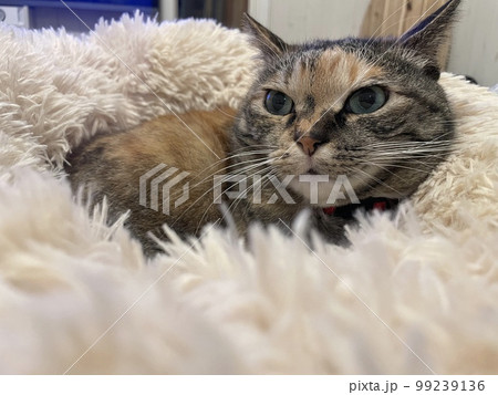 モフモフにつつまれた猫 モフモフにつつまれた猫 99239136