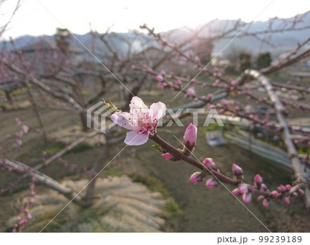 桃の花 99239189