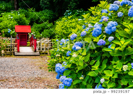 信濃あじさい寺　～松本 弘長寺～ 99239197