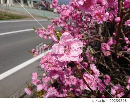 桃の花 99239263