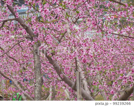 桃の花 桃の花 99239266
