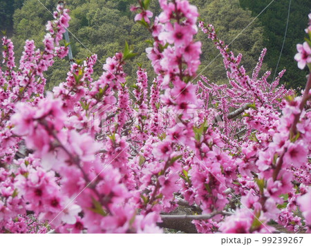桃の花 桃の花 99239267