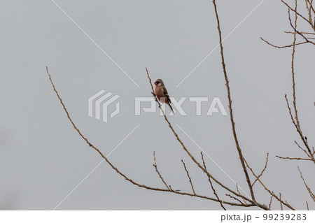 ベニマシコ 99239283