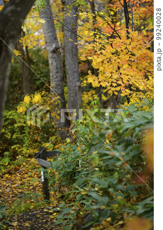 北海道 定山渓「かっぱ淵公園」の紅葉 北海道 定山渓「かっぱ淵公園」の紅葉 99240028