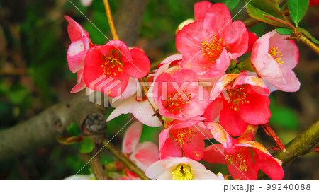 ボケの花のある風景 ボケの花のある風景 99240088