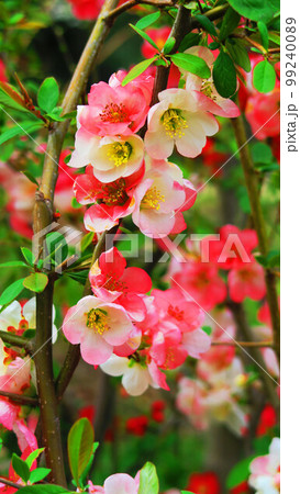 ボケの花のある風景 99240089