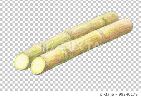 甘蔗水彩鉛筆插圖 甘蔗水彩鉛筆插圖 99240179