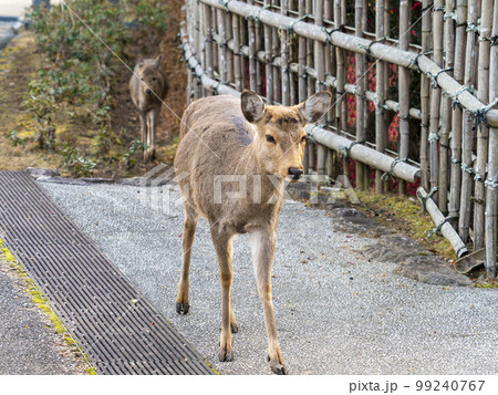 奈良公園で見かけた鹿の親子 奈良公園で見かけた鹿の親子 99240767