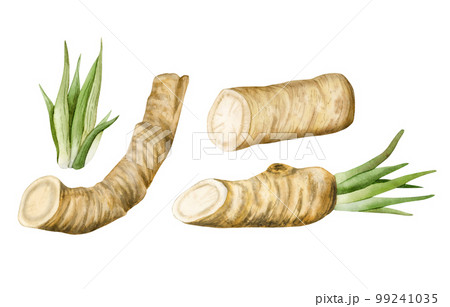 Watercolor horseradish roots illustration set. Botanical drawing of organic vegetable, raw plant, vegetarian food Watercolor horseradish roots illustration set. Botanical drawing of organic vegetable, raw plant, vegetarian food 99241035