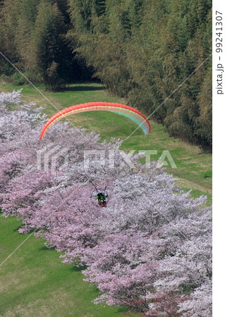常陸大宮市の辰ノ口親水公園の桜 99241307