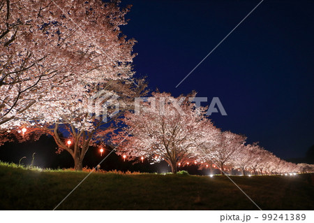 常陸大宮市の辰ノ口親水公園の桜 99241389