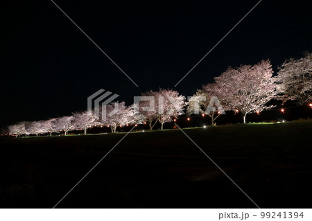 常陸大宮市の辰ノ口親水公園の桜 常陸大宮市の辰ノ口親水公園の桜 99241394