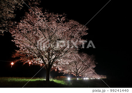 常陸大宮市の辰ノ口親水公園の桜 99241440