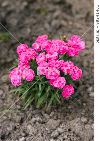 Beautiful pink flowers of border low carnation summer garden Beautiful pink flowers of border low carnation summer garden 99241461
