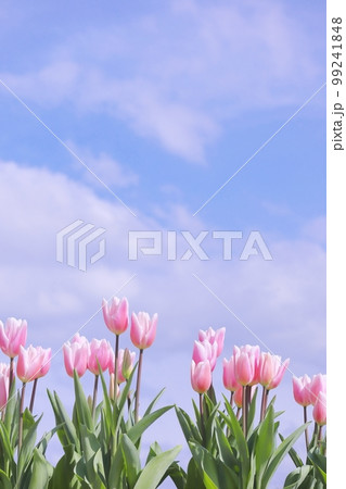 ピンクのチューリップと青空の春の背景、縦 99241848