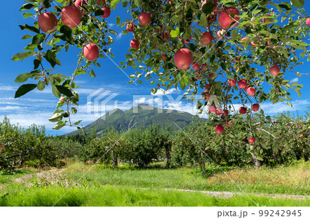 【青森県弘前市りんご】岩木山麓津軽の秋、りんご園は収穫中 99242945