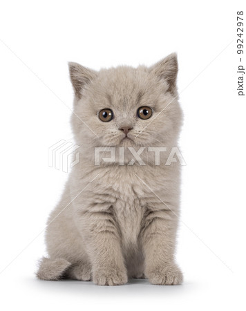 British Shorthair cat kitten on white background 99242978