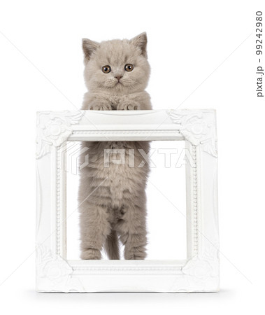 British Shorthair cat kitten on white background British Shorthair cat kitten on white background 99242980