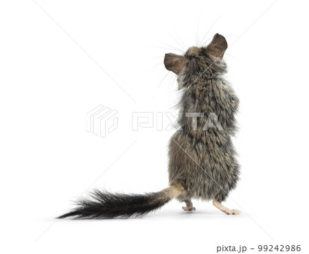 Asian garden dormouse on white background Asian garden dormouse on white background 99242986