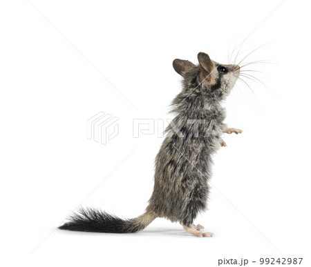 Asian garden dormouse on white background Asian garden dormouse on white background 99242987