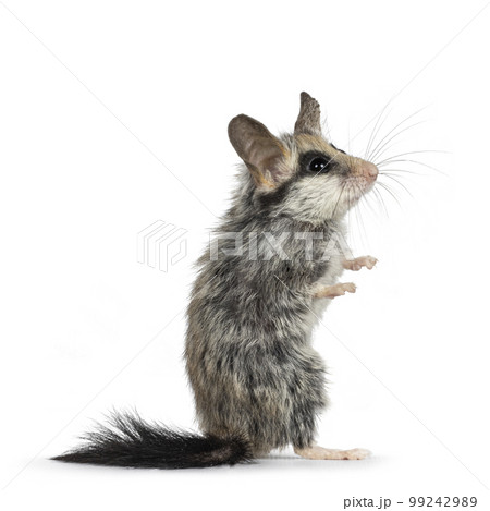 Asian garden dormouse on white background Asian garden dormouse on white background 99242989