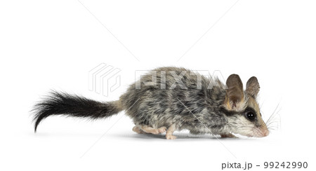 Asian garden dormouse on white background Asian garden dormouse on white background 99242990