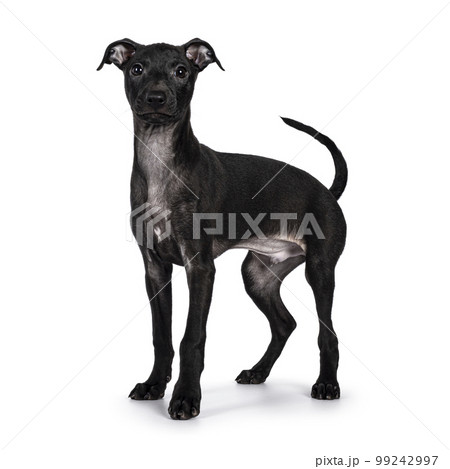 Italian Sighhound dog on white background 99242997
