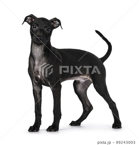 Italian Sighhound dog on white background 99243003