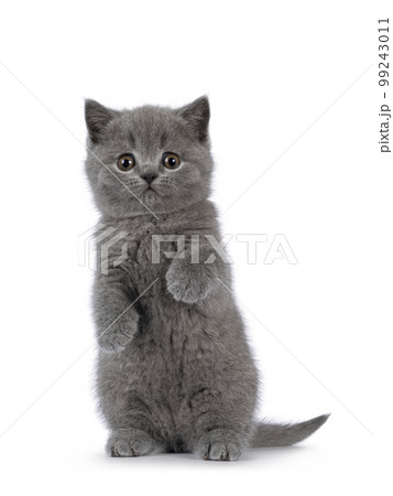 British Shorthair cat kitten on white background 99243011