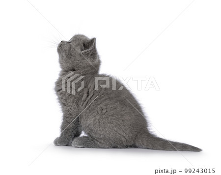 British Shorthair cat kitten on white background 99243015