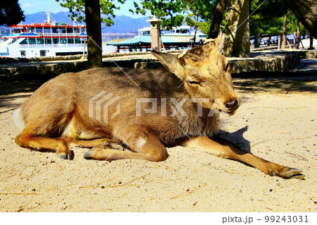 神鹿の憩う島… 安芸の宮島 99243031