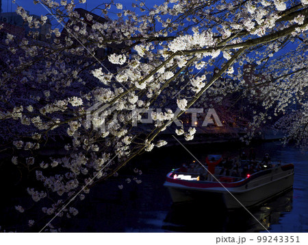 観光船で夜桜見物・大横川 観光船で夜桜見物・大横川 99243351